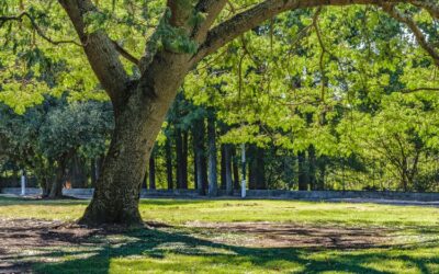 Parks in Haverford Township That Are Perfect for Outdoor Parties